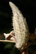 Image of showy milkweed