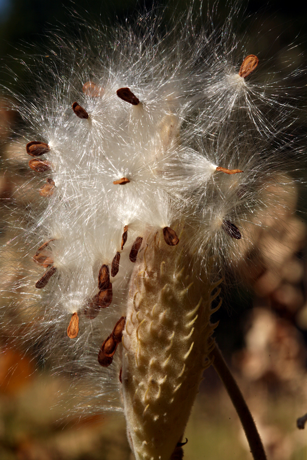 Image of showy milkweed