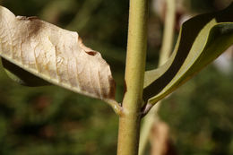 Image of showy milkweed