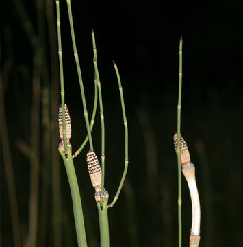 Image of smooth horsetail