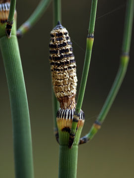 Image of smooth horsetail