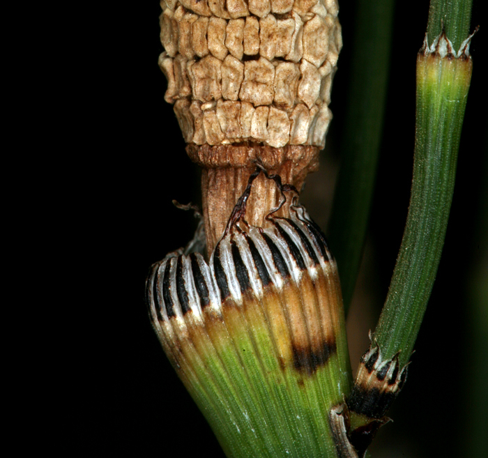 Image of smooth horsetail