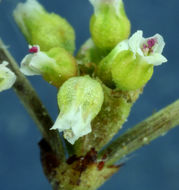 Image of Mono buckwheat