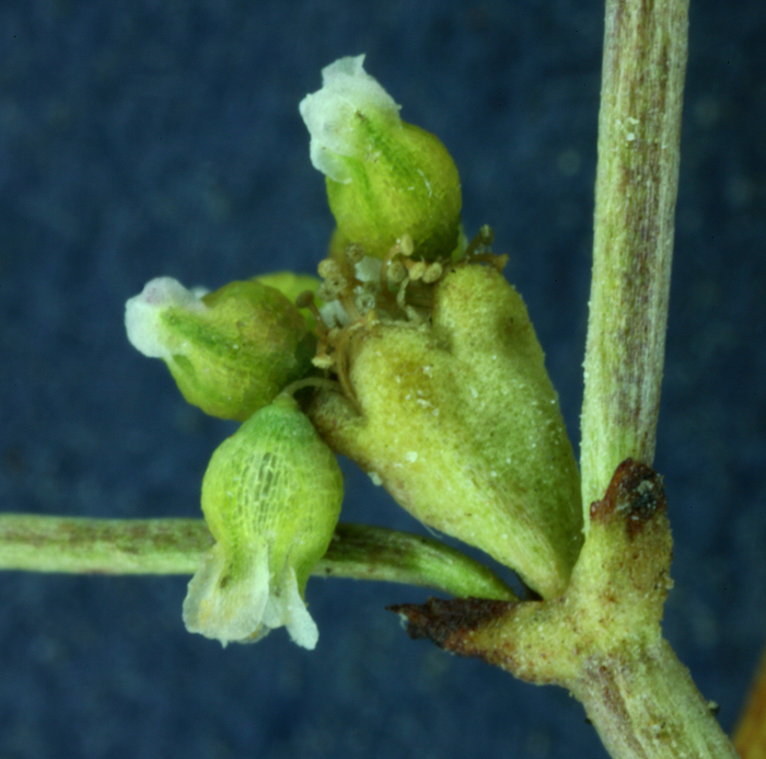 Image of Mono buckwheat