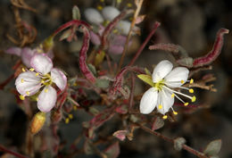 <i>Eremothera <i>boothii</i></i> ssp. boothii的圖片