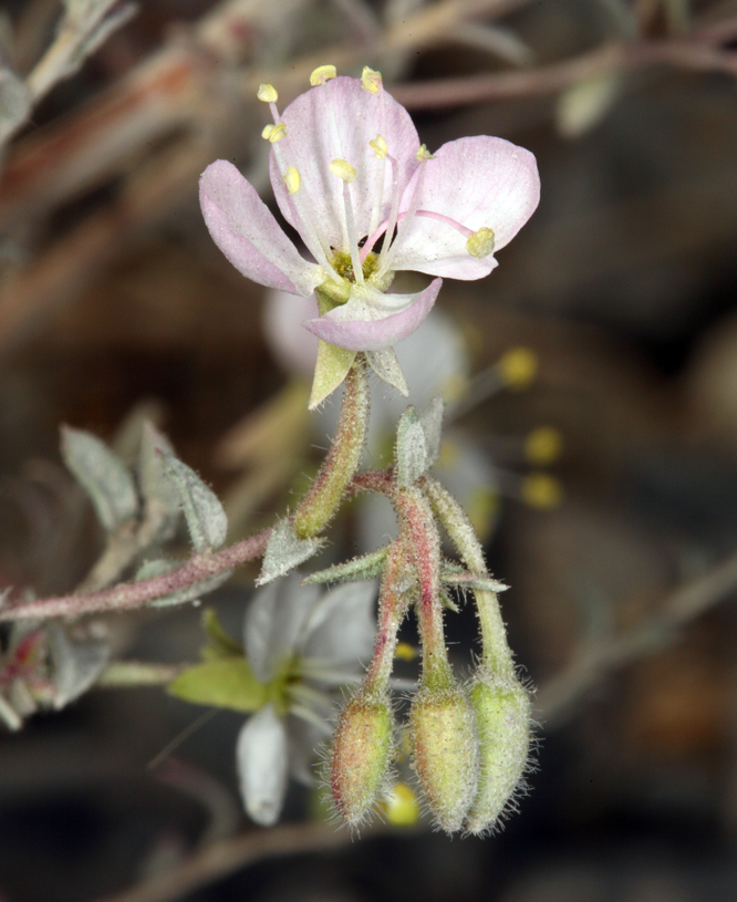 <i>Eremothera <i>boothii</i></i> ssp. boothii的圖片