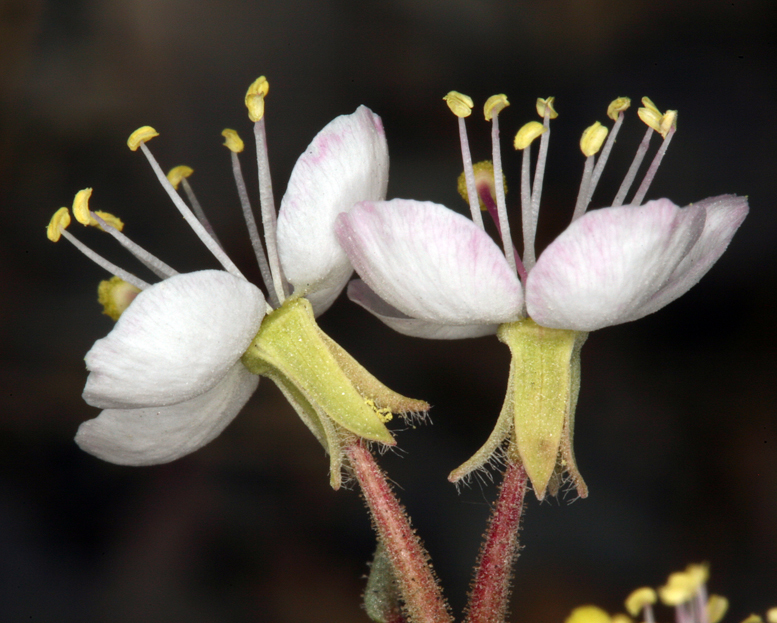 <i>Eremothera <i>boothii</i></i> ssp. boothii的圖片