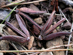 Image de calocèdre à encens