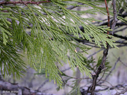 Image of Bastard Cedar