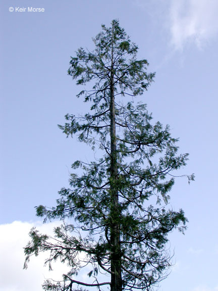 Image of Bastard Cedar