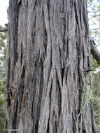 Image of Bastard Cedar