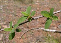 Image of deerbrush