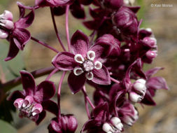 Image of heartleaf milkweed