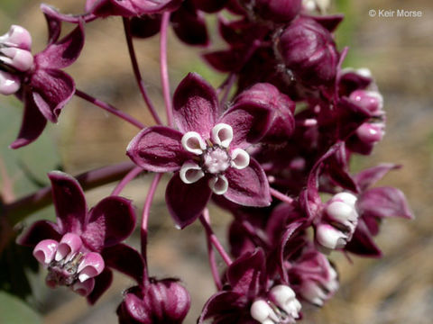 Imagem de Asclepias cordifolia (Benth.) Jepson