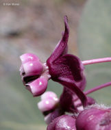 Image of heartleaf milkweed