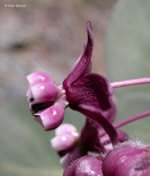 Imagem de Asclepias cordifolia (Benth.) Jepson