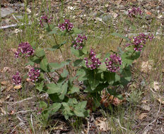 Image of heartleaf milkweed