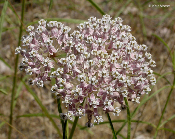 Image de Asclepias fascicularis Decne.