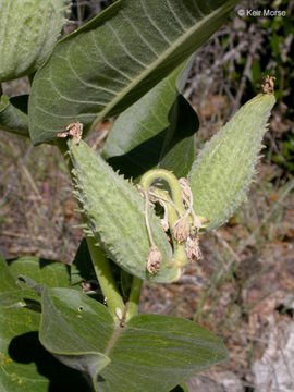 Image of showy milkweed