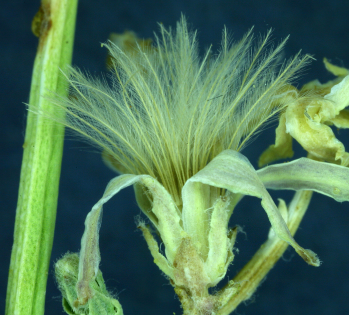 Image of brownplume wirelettuce