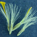 Image of <i>Pyrrocoma <i>uniflora</i></i> var. uniflora