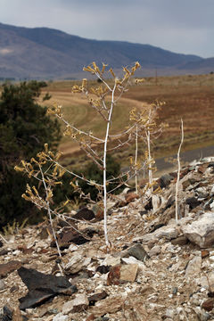 Image of giant blazing star