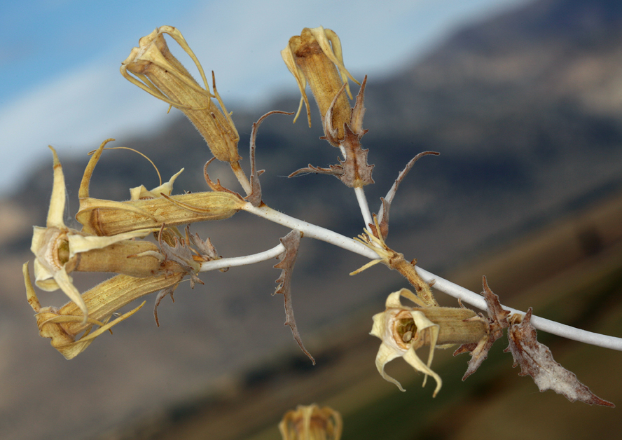 Image of giant blazing star