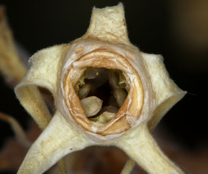 Image of giant blazing star