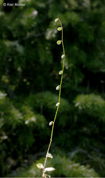 Image of common sandweed