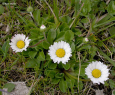 Image of Daisy