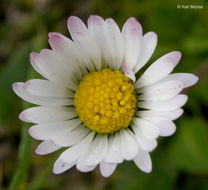 Image of Daisy