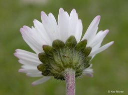 Image of Daisy