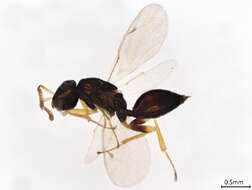 Image of Halticoptera