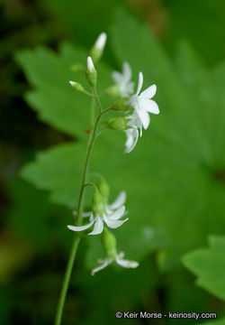 Image of coastal brookfoam