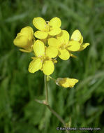 Image of common mustard