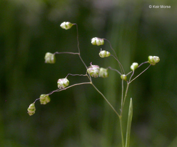 Image of little quakinggrass