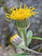 Image de Cacaliopsis nardosmia (A. Gray) A. Gray