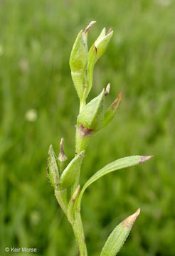 Image of fringed redmaids