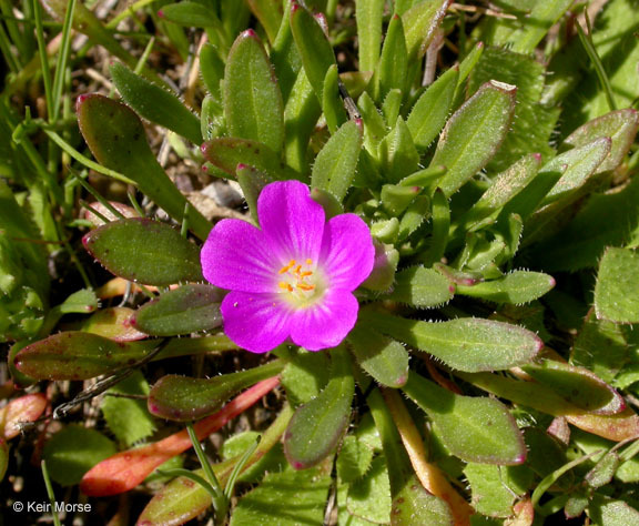 Image of fringed redmaids