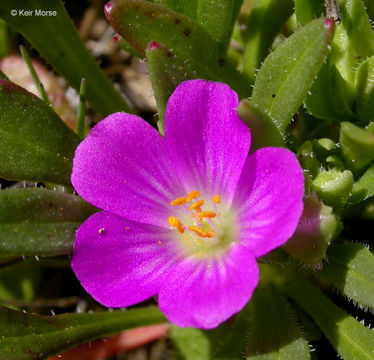 Image of fringed redmaids