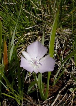 Image of Monterey mariposa lily