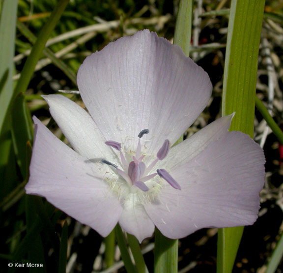 Calochortus uniflorus Hook. & Arn. resmi