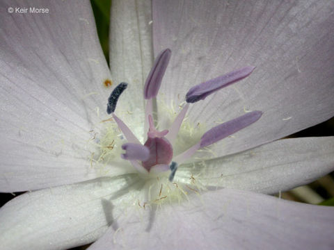 Image of Monterey mariposa lily