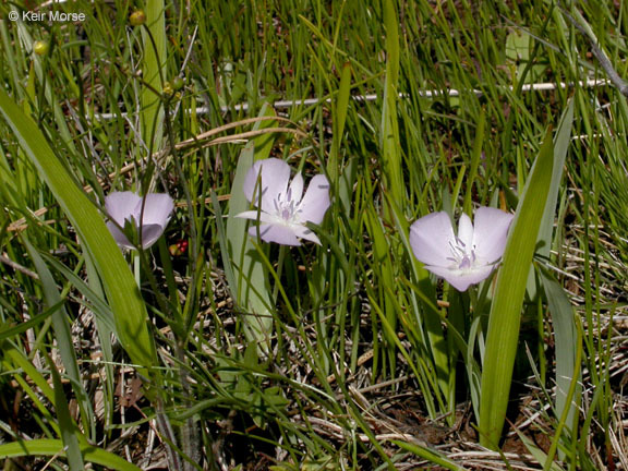 Calochortus uniflorus Hook. & Arn. resmi