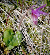 Imagem de Calypso bulbosa var. occidentalis (Holz.) Cockerell