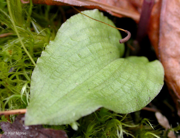 Imagem de Calypso bulbosa var. occidentalis (Holz.) Cockerell