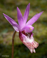 Imagem de Calypso bulbosa var. occidentalis (Holz.) Cockerell