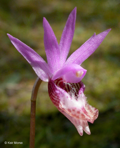 Image of fairy slipper