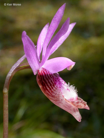 Imagem de Calypso bulbosa var. occidentalis (Holz.) Cockerell