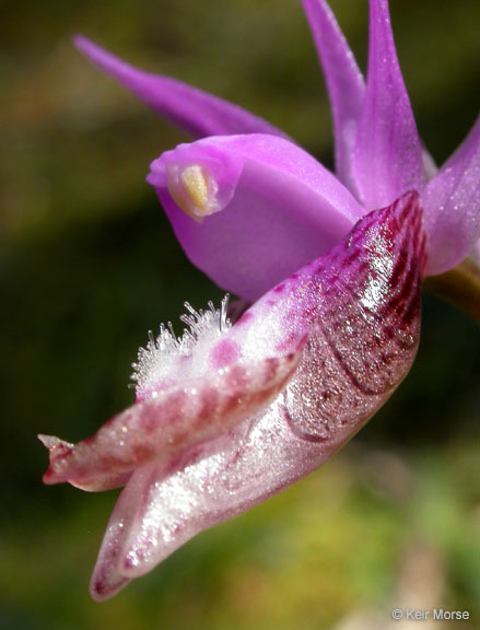 Imagem de Calypso bulbosa var. occidentalis (Holz.) Cockerell